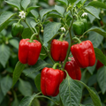 Sweet Pepper 'Red King' — Edible Annual, 10.5cm Pot (Set of 3)