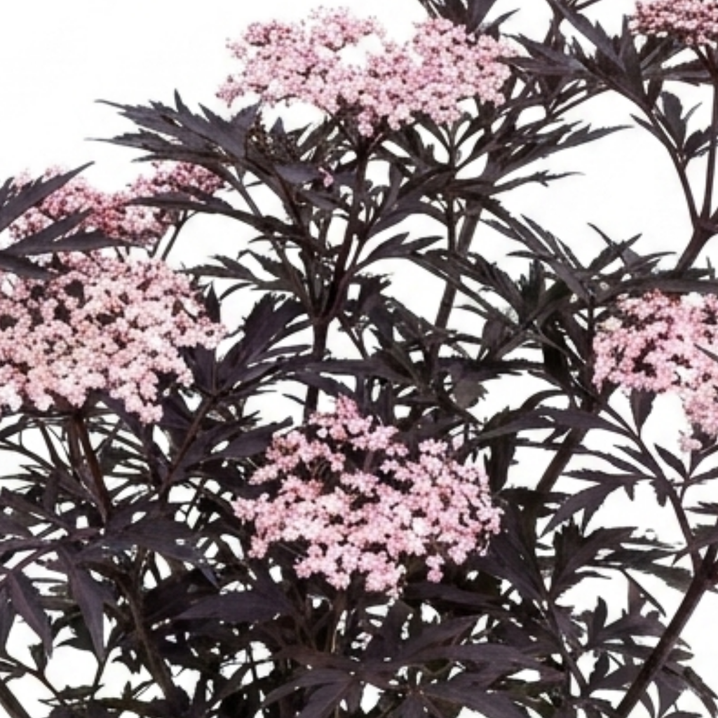 Sambucus ‘Nigra Black Lace Elderberry’ — Deciduous Shrub, Bee-Friendly, 3L Pot