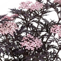 Sambucus ‘Nigra Black Lace Elderberry’ — Deciduous Shrub, Bee-Friendly, 3L Pot