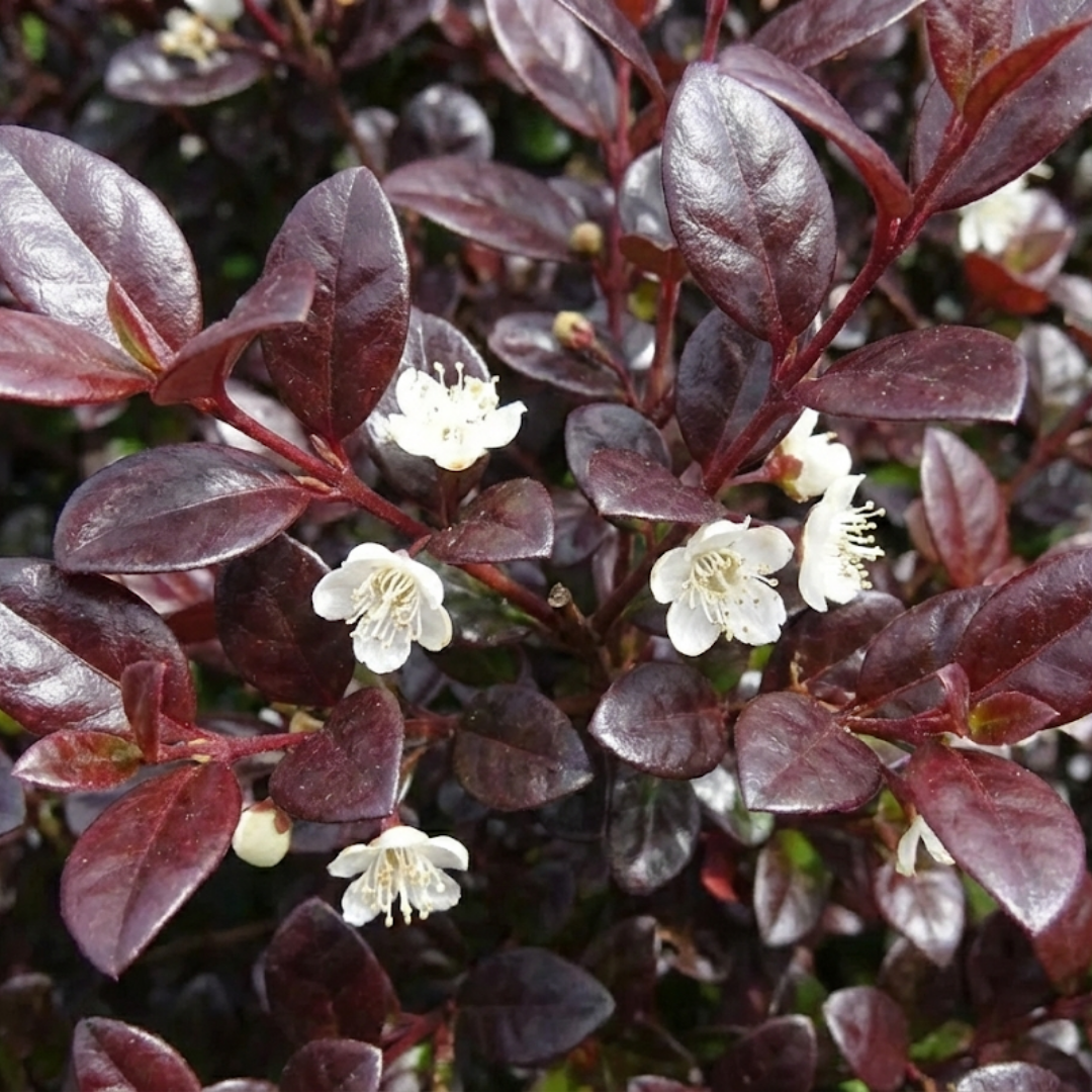 Lophomyrtus ‘Purpurea’ — Hardy Perennial, 3L Pot