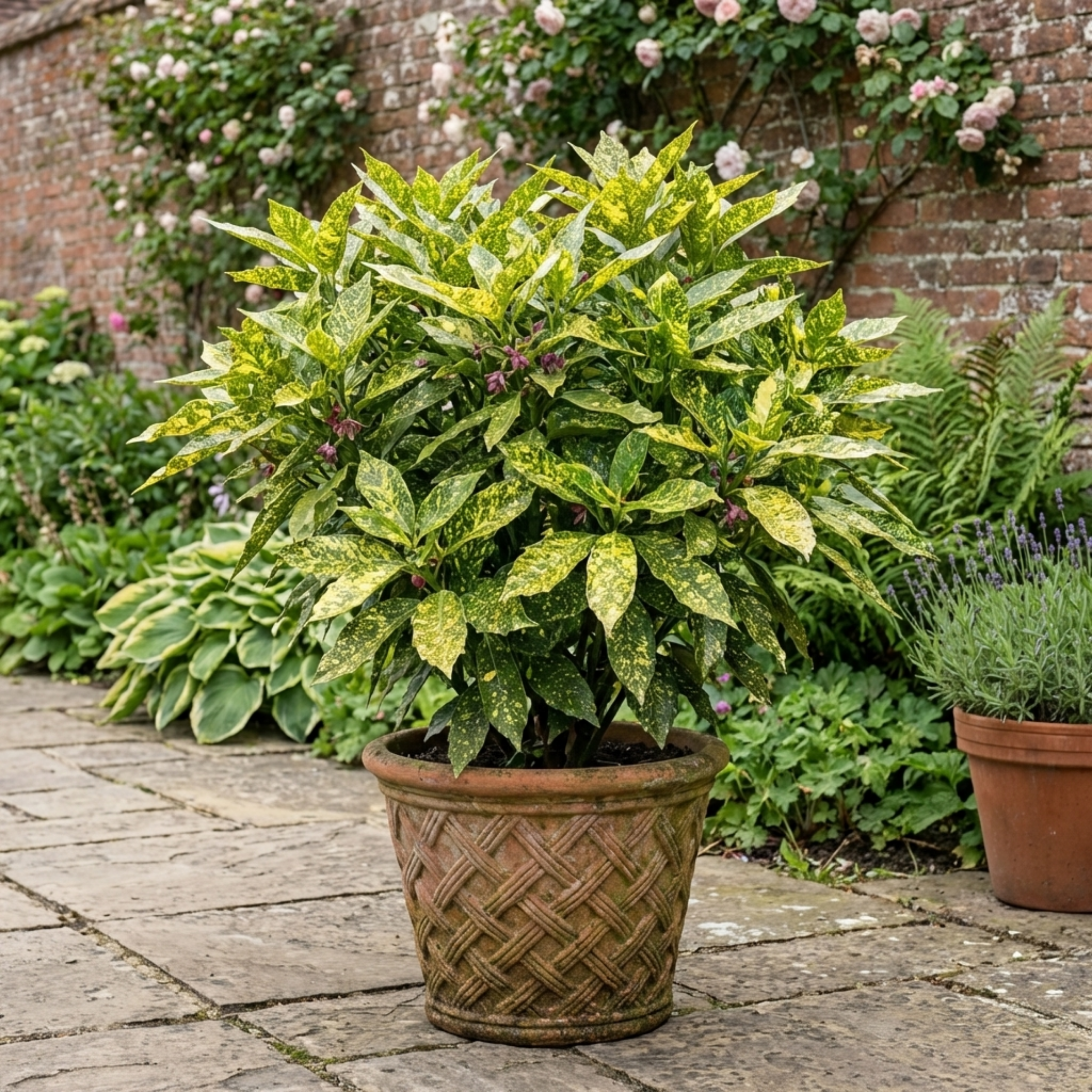 Aucuba ‘Japonica Crotonifolia Spotted Laurel’ — Evergreen Shrub, 2L Pot