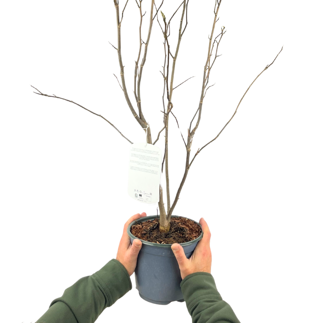 Magnolia ‘Stellata’ — Garden Tree, Bee-Friendly, 3L Pot