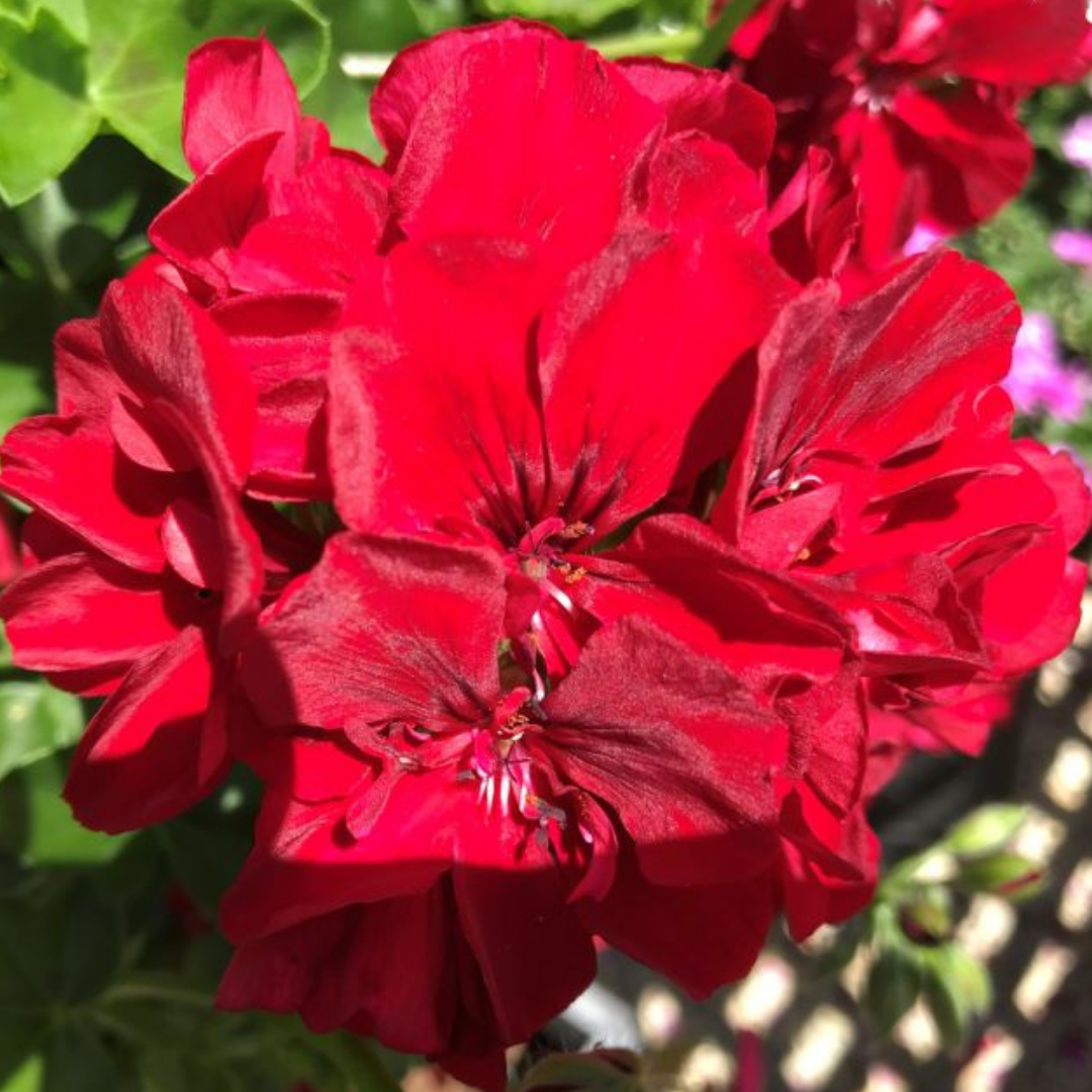 Geranium ‘Sunflair Ruben’ — Hardy Perennial, 10.5cm Pot