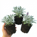 Stachys ‘Byzantina Lamb's Ear’ — Hardy Evergreen Perennial, Bee-Friendly, 1L Pot (Set of 3 or 6)