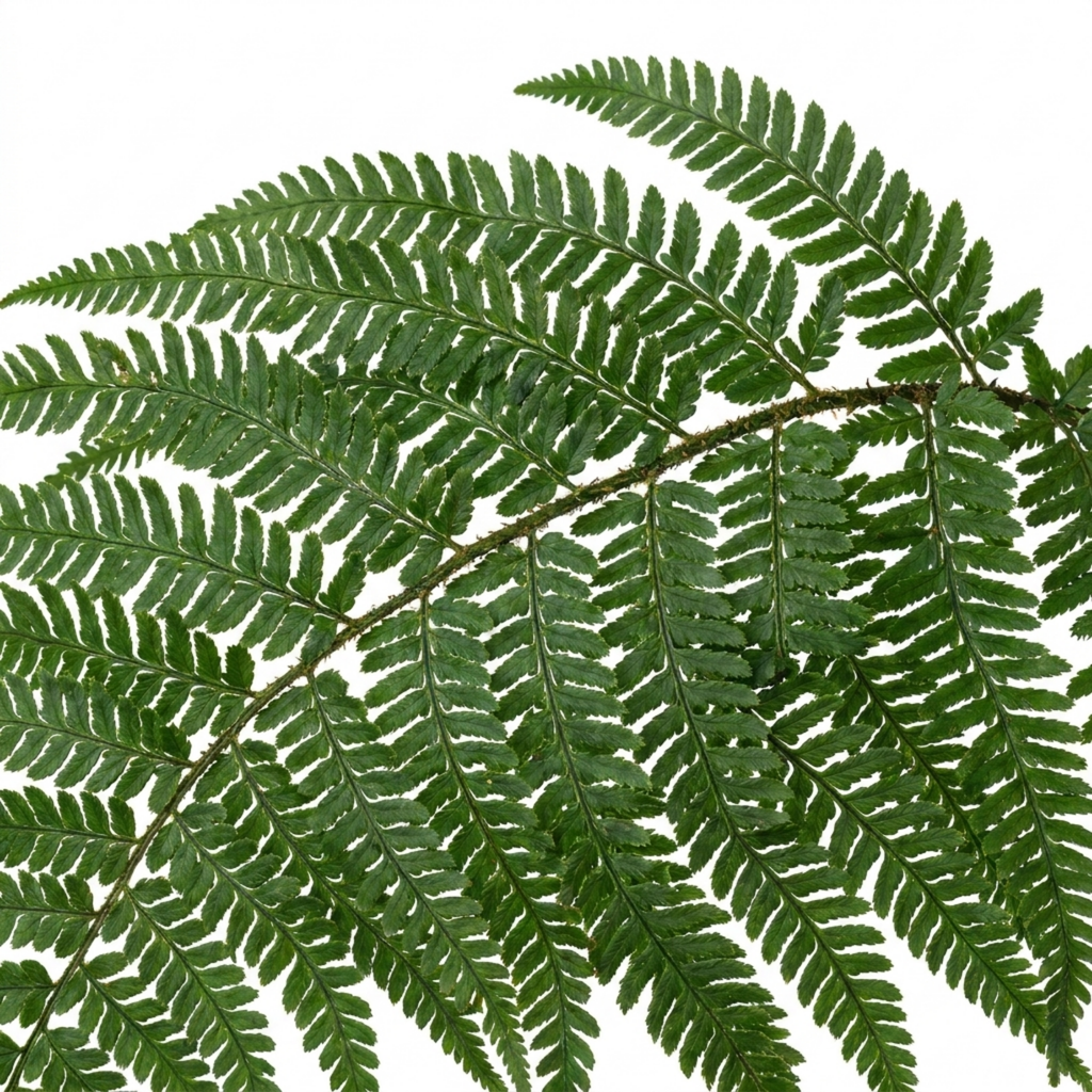 Polystichum braunii — Braun's Holly Fern, Hardy Evergreen, 1L Pot (Set of 6)
