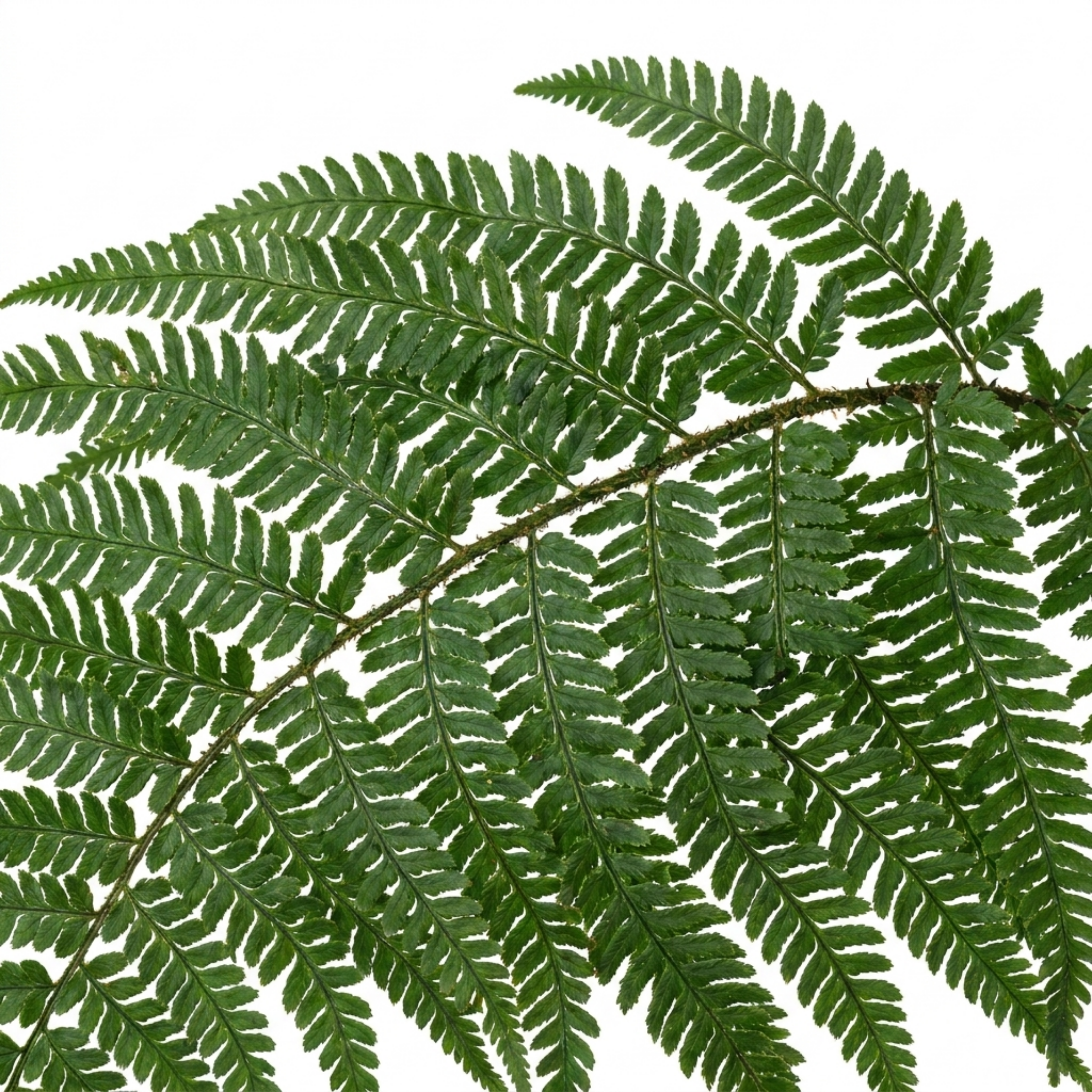 Polystichum braunii — Braun's Holly Fern, Hardy Evergreen, 1L Pot (Set of 6)
