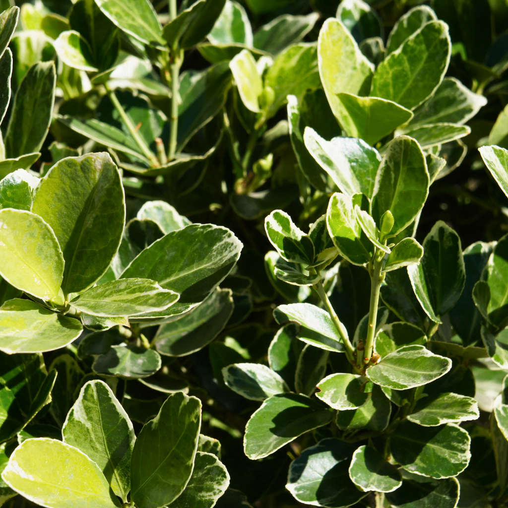 Euonymus ‘President Gauthier’ — Hardy Shrub, 2L Pot
