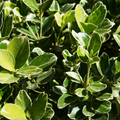 Euonymus ‘President Gauthier’ — Hardy Shrub, 2L Pot