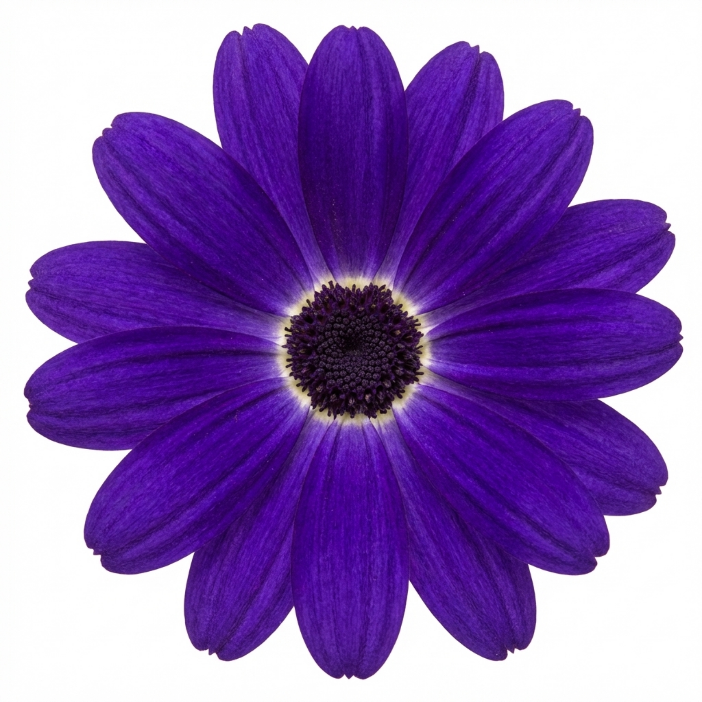 Senetti ‘Violet Pericallis’ — Bedding Plant, Bee-Friendly, 17cm Pot