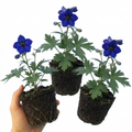 Delphinium ‘Dark Blue Black’ — Hardy Perennial, Bee-Friendly, 1L Pot (Set of 3 or 6)