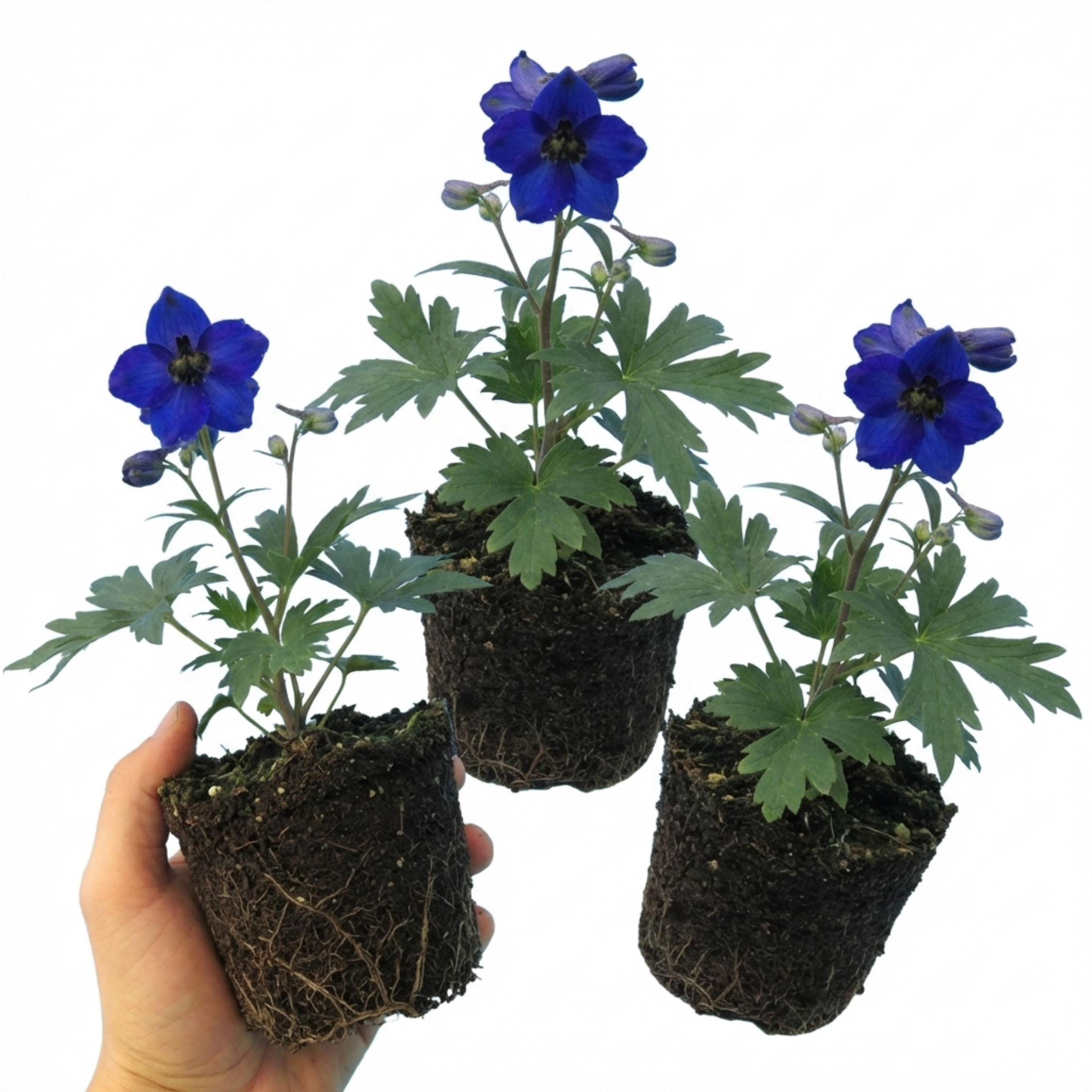 Delphinium ‘Dark Blue Black’ — Hardy Perennial, Bee-Friendly, 1L Pot (Set of 3 or 6)