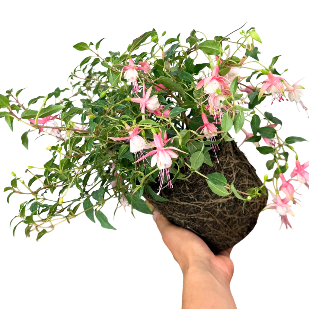 Fuchsia ‘Alice Hoffman’ — Hardy Perennial, 2L Pot