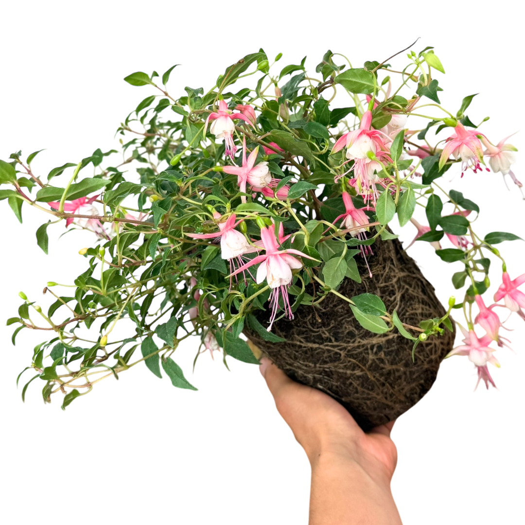 Fuchsia ‘Alice Hoffman’ — Hardy Perennial, 2L Pot