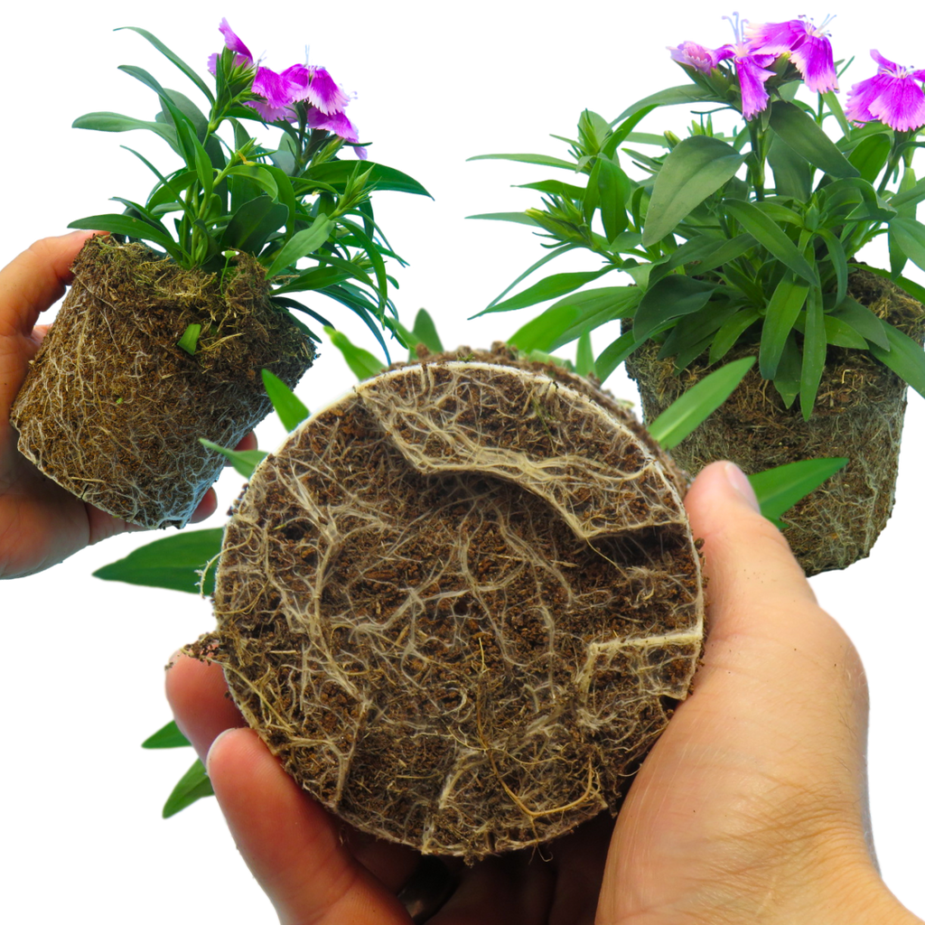 Dianthus ‘Festival Lilac’ — Hardy Short-Lived Perennial (often grown as biennial), Bee-Friendly, 10.5cm Pot (Set of 3 or 6)