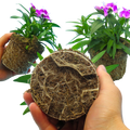 Dianthus ‘Festival Lilac’ — Hardy Short-Lived Perennial (often grown as biennial), Bee-Friendly, 10.5cm Pot (Set of 3 or 6)