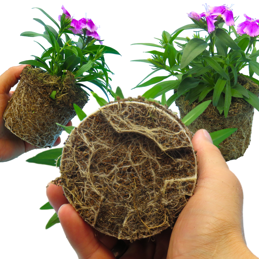 Dianthus ‘Festival Lilac’ — Hardy Short-Lived Perennial (often grown as biennial), Bee-Friendly, 10.5cm Pot (Set of 3 or 6)