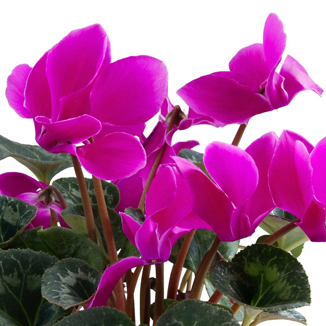 Cyclamen ‘Smartiz Violet Fonce’ — Tender Pot Plant (perennial in mild climates), 10.5cm Pot (Set of 3 or 6)