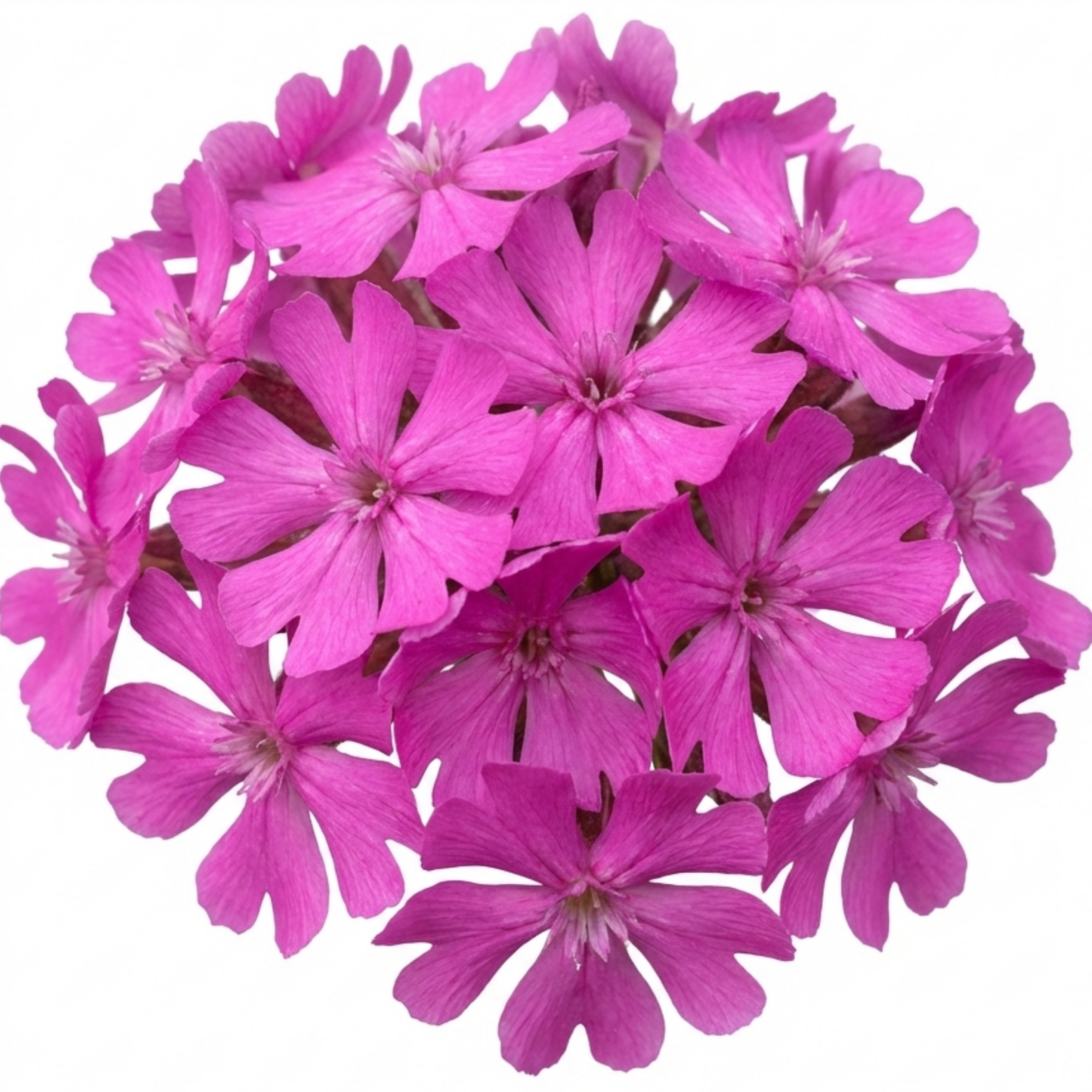 Silene ‘Schafta’ — Hardy Perennial, Bee-Friendly, 1L Pot (Set of 3 or 6)