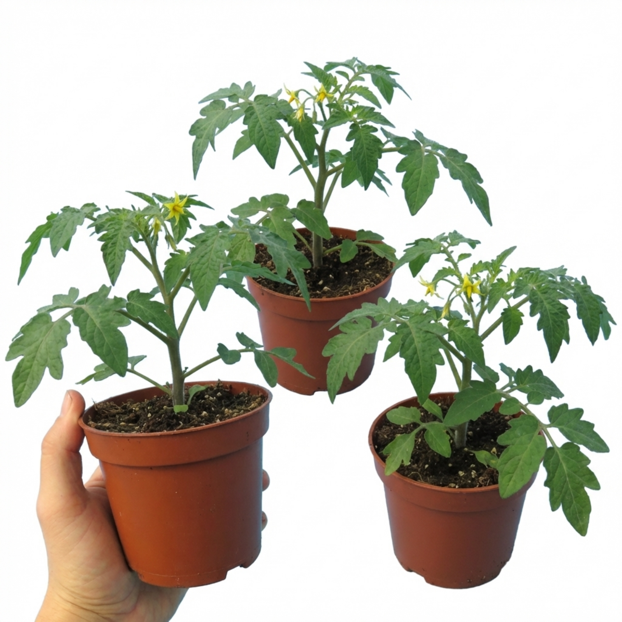 Tomato ‘Tumbling Tom’ — Fruit Plant / Tender Annual, 10.5cm Pot (Set of 3 or 6)