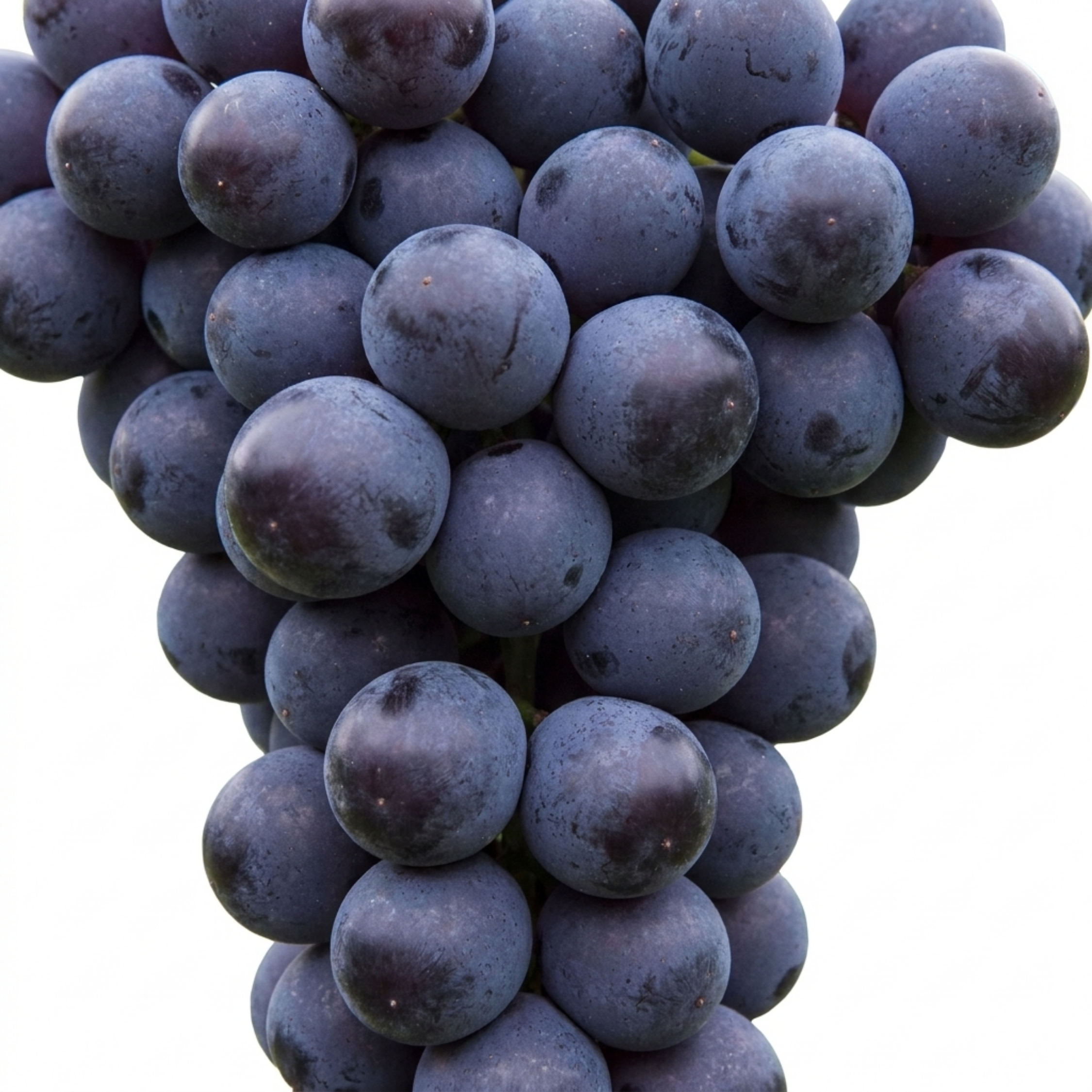 Grape ‘Vine’ — Hardy Deciduous Climbing Vine, 3L Pot
