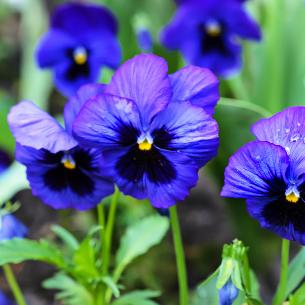 Pansy 'Delta Pro Neon Violet' — Hardy Bedding, 10.5cm Pot (Set of 3 or 6)