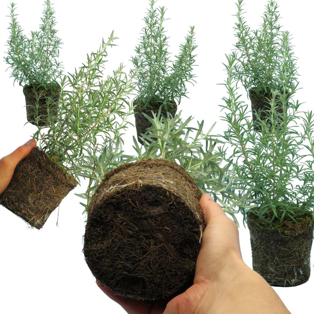 Rosemary 'Growers Mix' — Hardy Evergreen Perennial Herb, Bee-Friendly, 1L Pot (Set of 3 or 6)