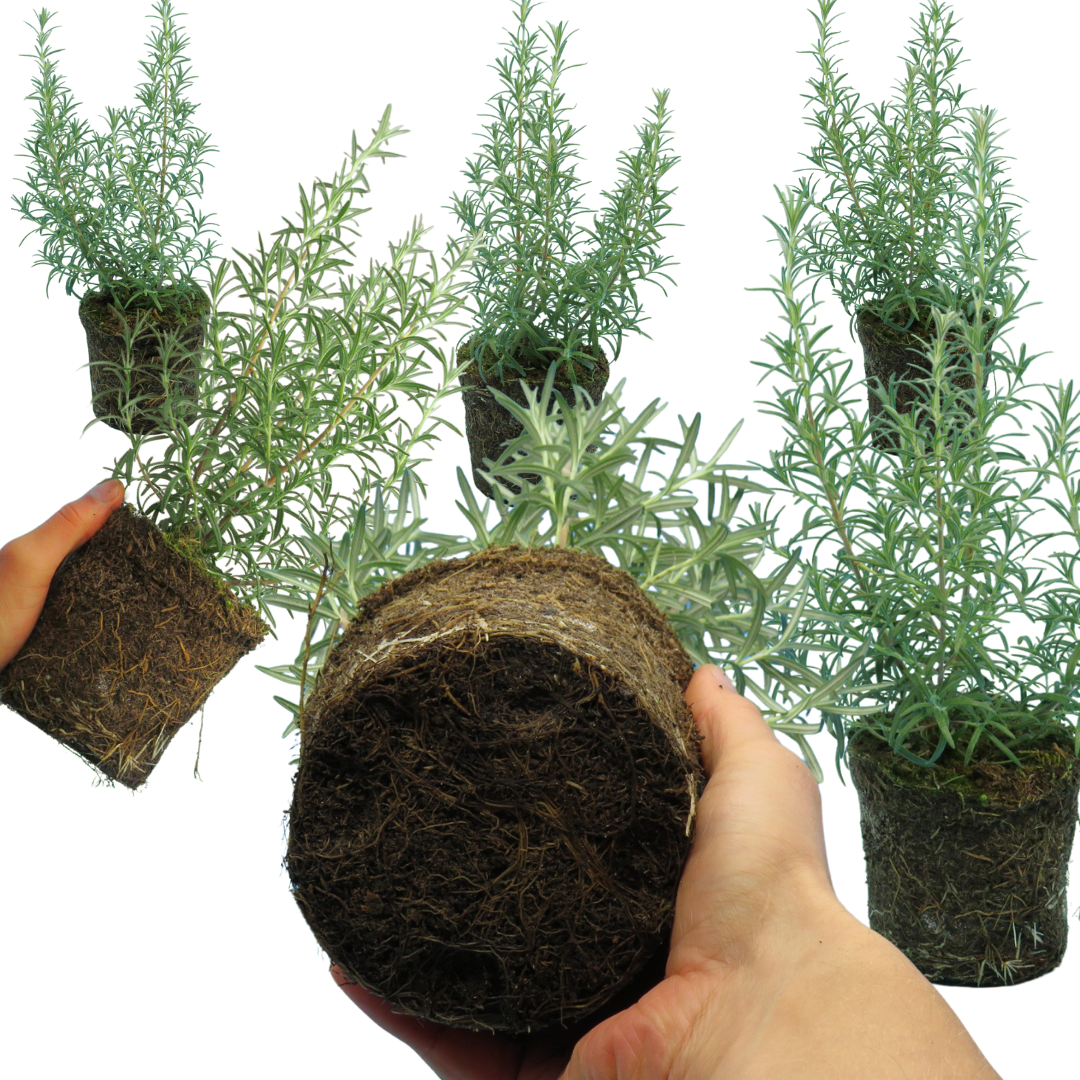 Rosemary 'Growers Mix' — Hardy Evergreen Perennial Herb, Bee-Friendly, 1L Pot (Set of 3 or 6)