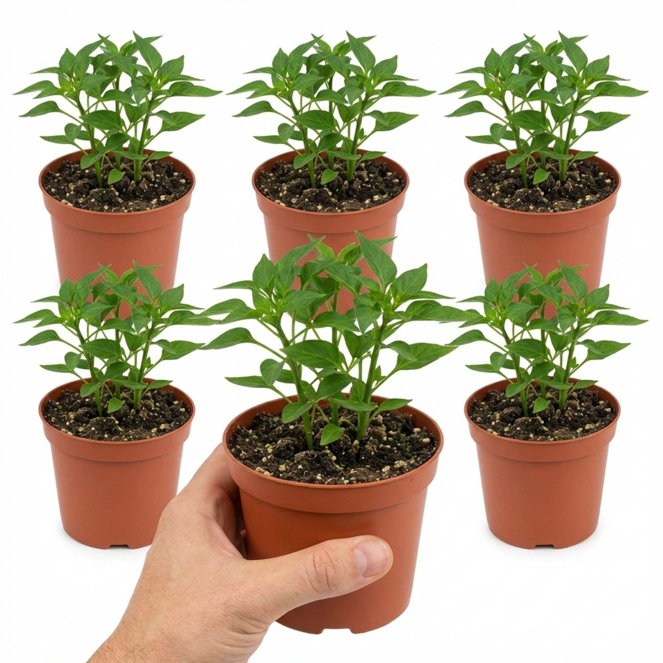 Sweet ‘Pepper Snack Orange’ — Tender Annual Vegetable, 10.5cm Pot (Set of 3 or 6)