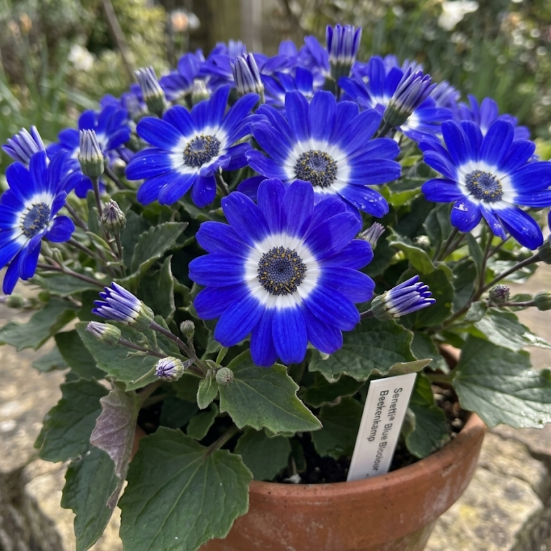 Senetti 'Blue Bicolour' — Bedding Plant, Bee-Friendly, 2L Pot