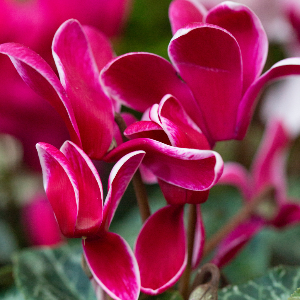 Cyclamen ‘Bicolour Rouge Flame’ — Hardy Perennial, 1L Pot