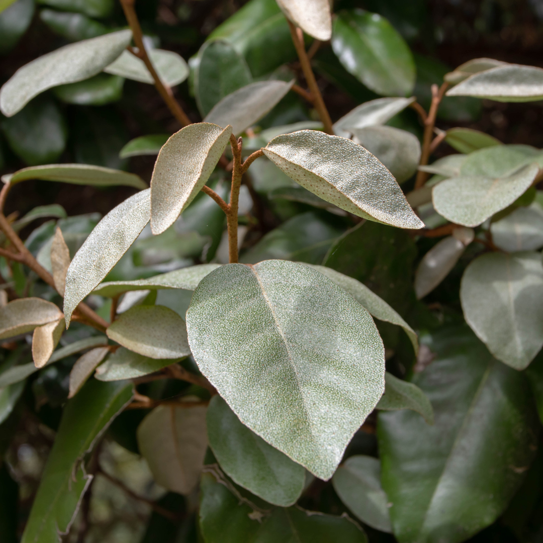 Elaeagnus ‘Ebbingei’ — Hardy Perennial, 3L Pot
