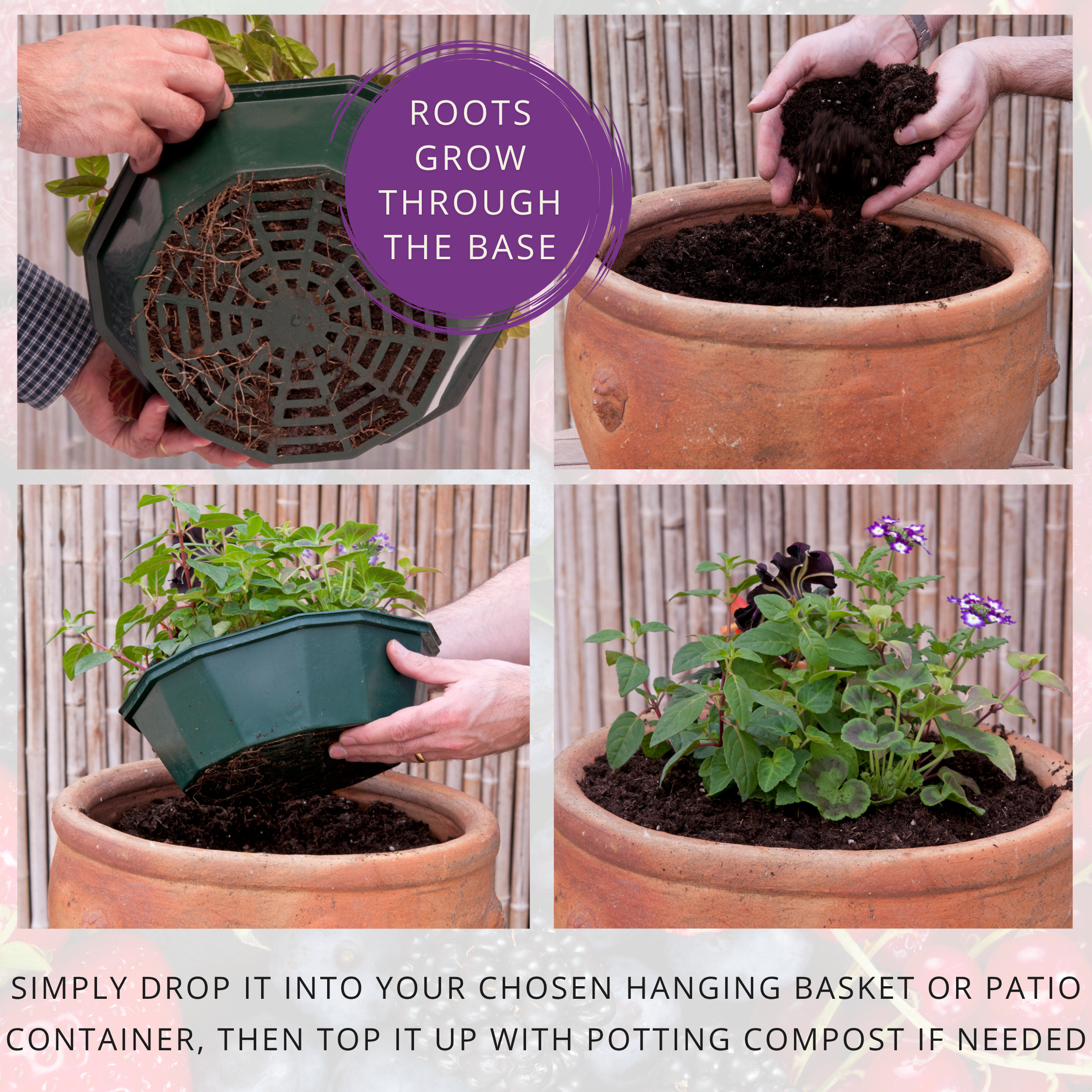 Berry Swirl Speedplanter — Pre-Planted Mixed Annual Display, 7-Plant Set