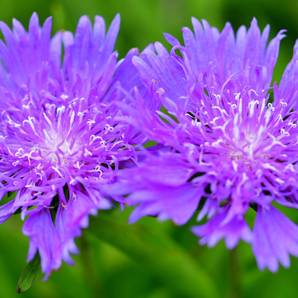 Stokesia ‘Mel's Blue’ — Hardy Perennial, 3L Pot