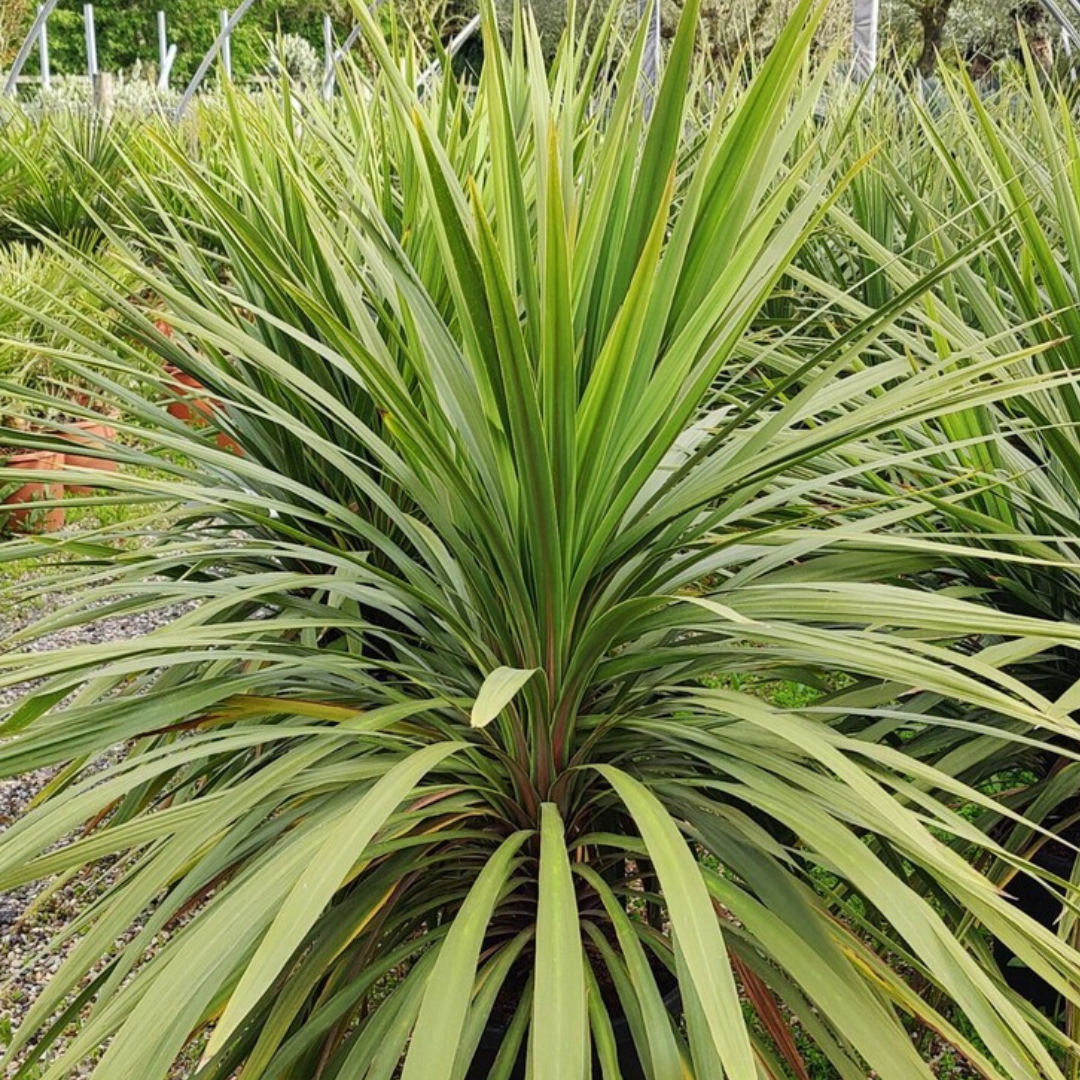 Cordyline ‘Peko’ — Hardy Perennial, 3L Pot