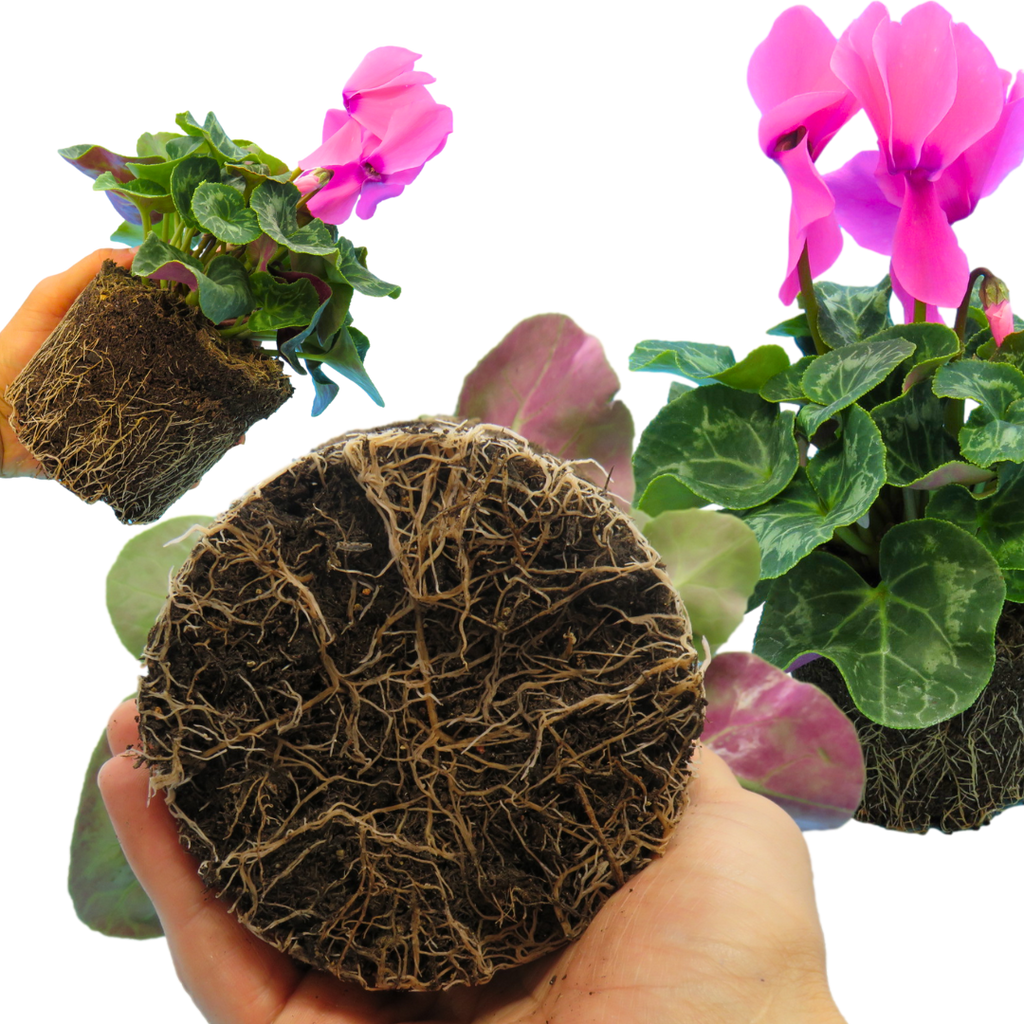Cyclamen ‘Flame Deep Rose’ — Hardy Perennial, 1L Pot
