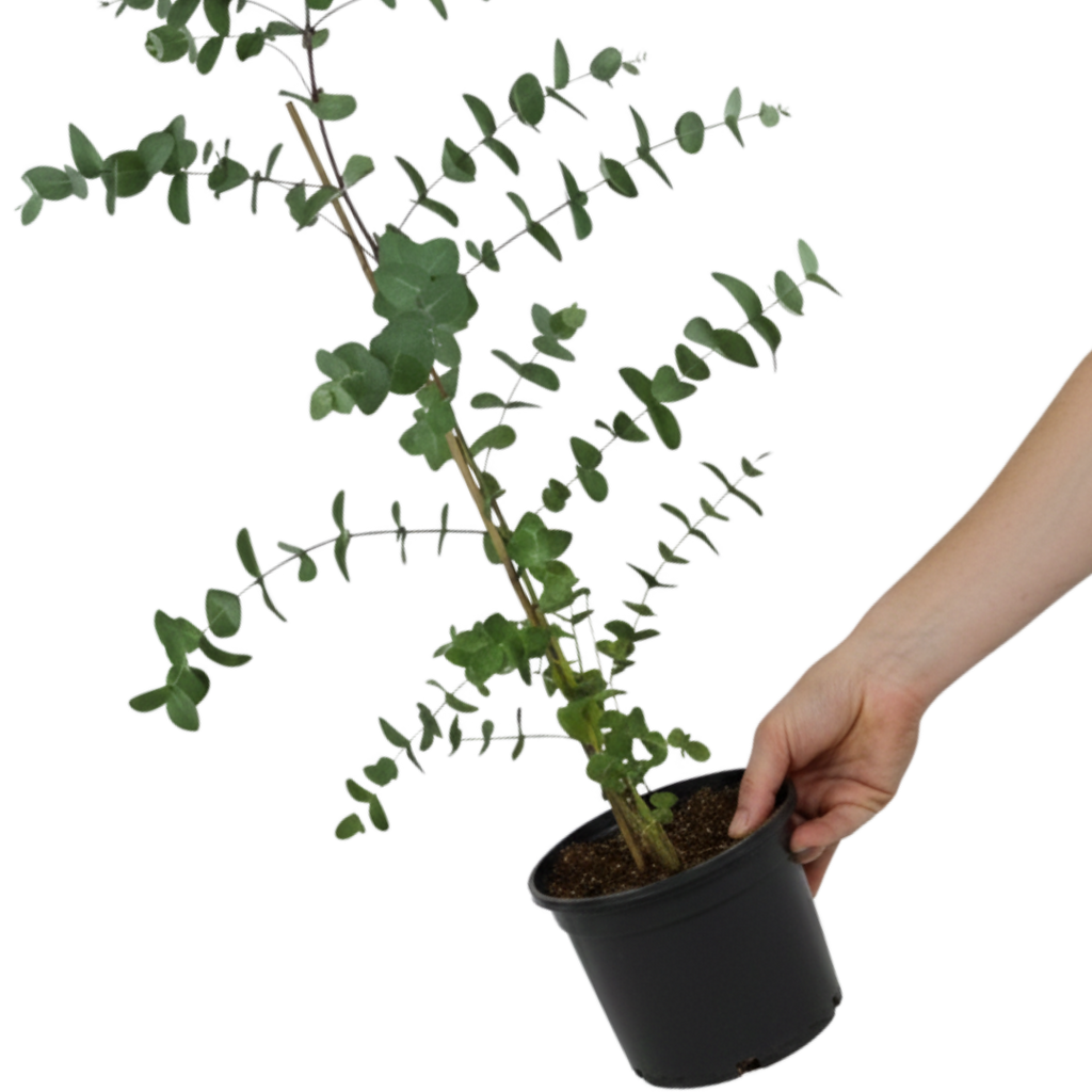 Eucalyptus ‘Gunnii’ — Hardy Perennial, 3L Pot
