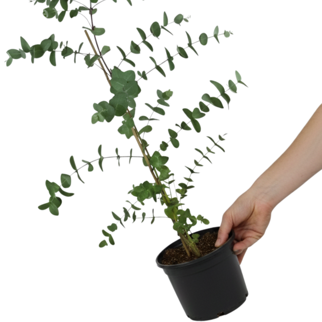 Eucalyptus ‘Gunnii’ — Hardy Perennial, 3L Pot
