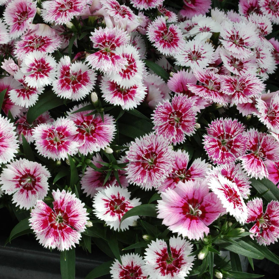 Dianthus ‘Festival White Flame’ — Hardy Short-Lived Perennial (often grown as biennial), Bee-Friendly, 10.5cm Pot (Set of 3 or 6)