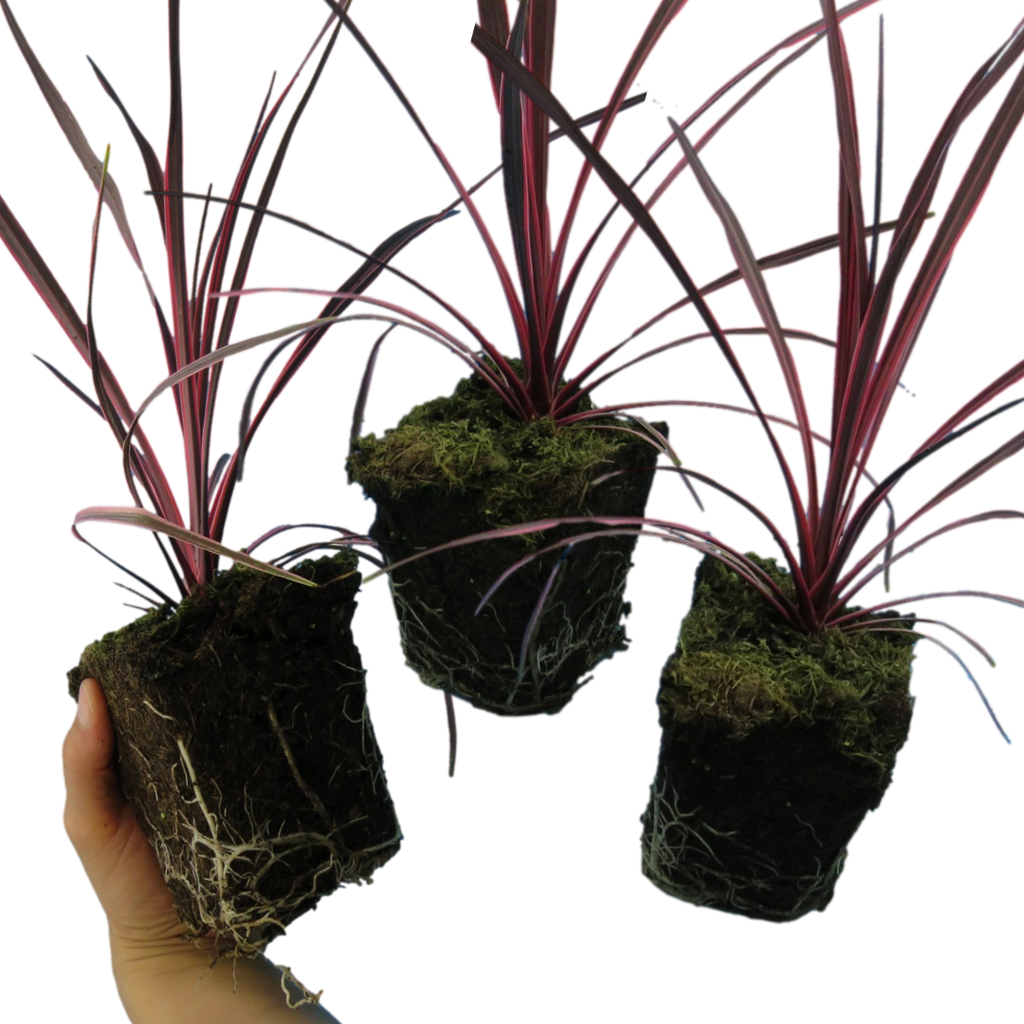Cordyline ‘Charlie Boy’ — Evergreen Architectural Shrub, 1L Pot (Set of 3 or 6)