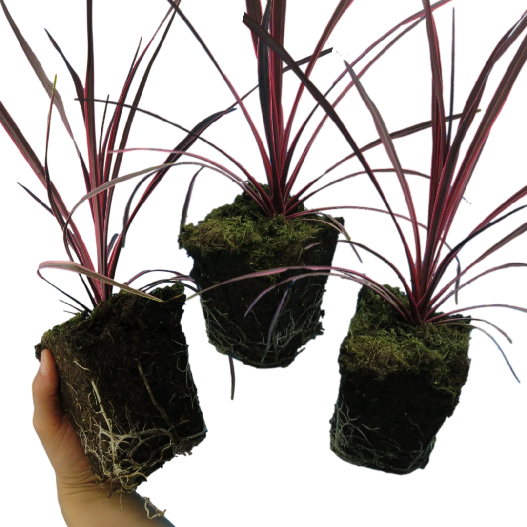 Cordyline ‘Charlie Boy’ — Evergreen Architectural Shrub, 1L Pot (Set of 3 or 6)