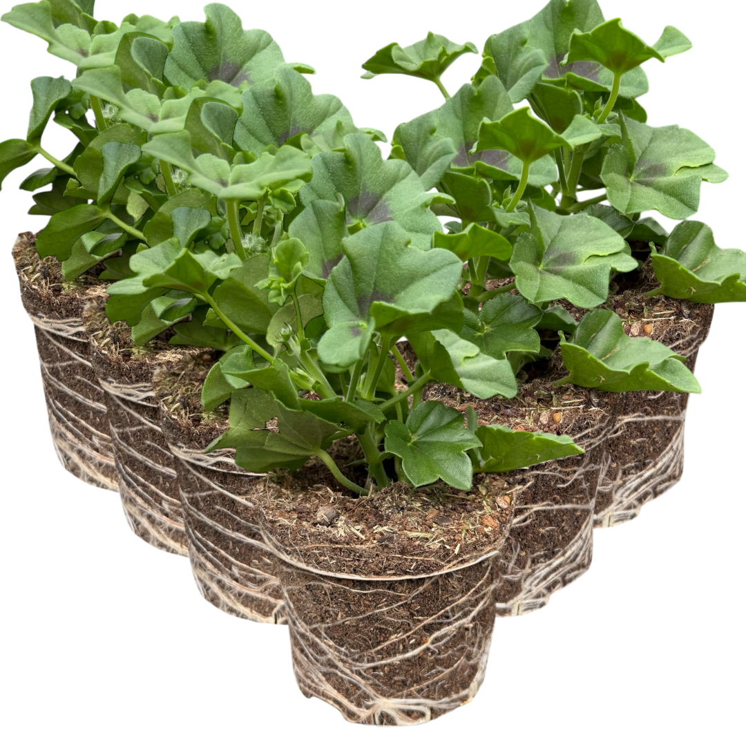 Geranium 'Trailing Blanche Roche' — Half-Hardy Annual, 10.5cm Pot (Set of 3)