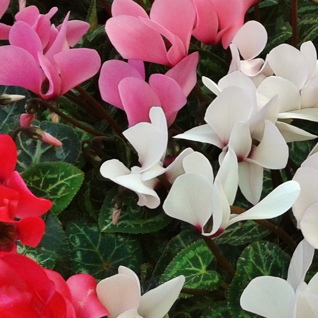 Cyclamen ‘Smartiz Rouge Vif’ — Tender Pot Plant (perennial in mild climates), 10.5cm Pot (Set of 3 or 6)