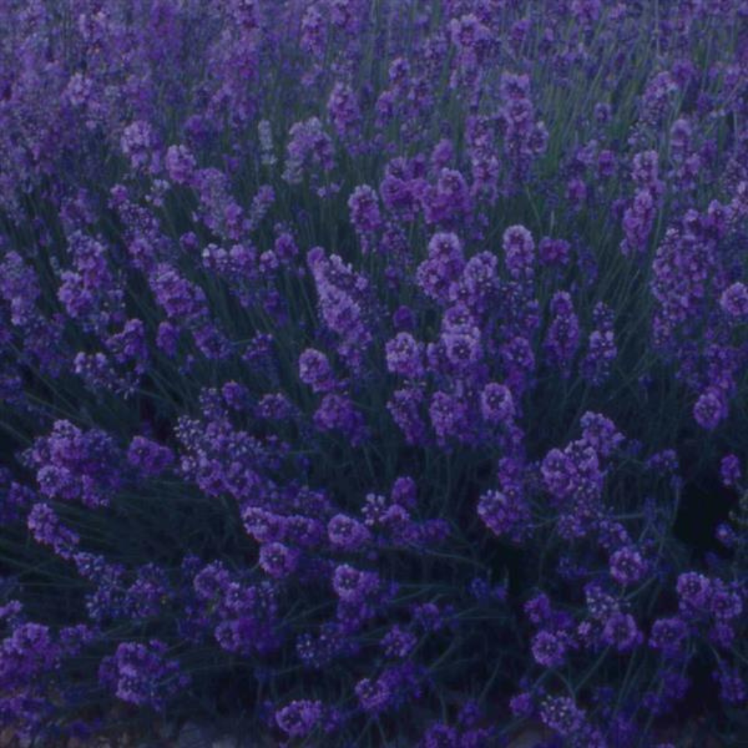 Lavandula ‘Hidcote Dark Blue’ — Evergreen Aromatic Sub-Shrub, Bee-Friendly, 2L Pot