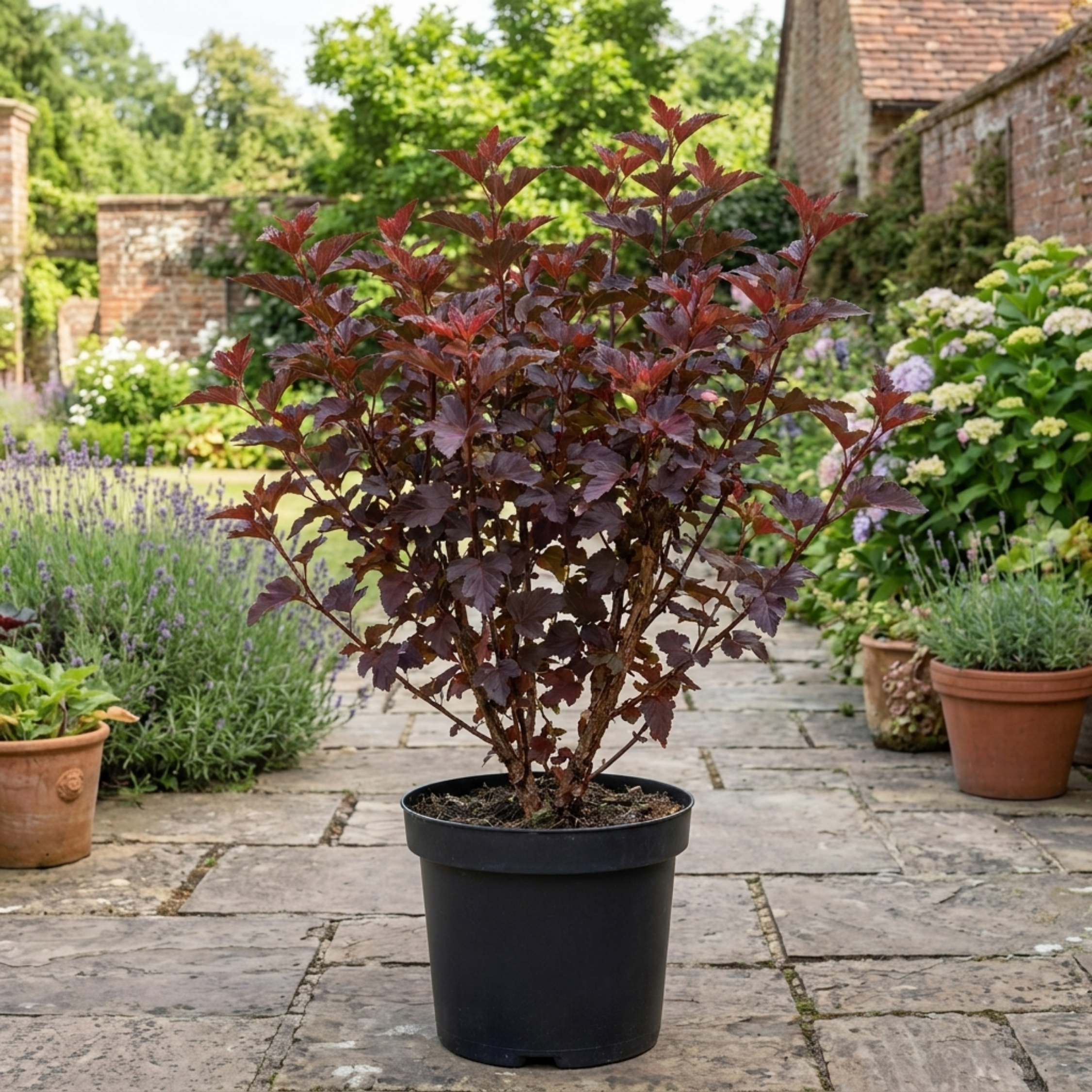 Physocarpus ‘Sweet Cherry Tea’ — Deciduous Shrub, Bee-Friendly, 3L Pot