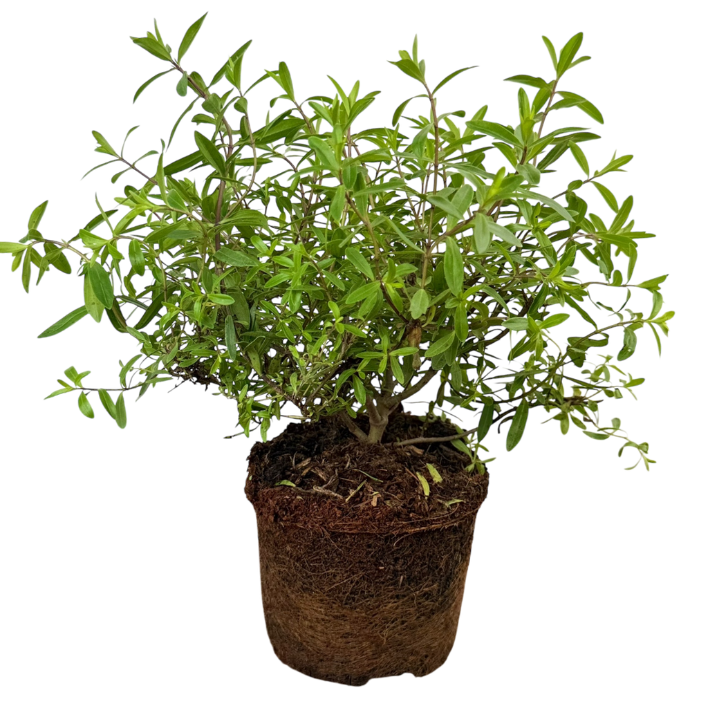 Hebe ‘Mrs Winder’ — Hardy Shrub, 2L Pot