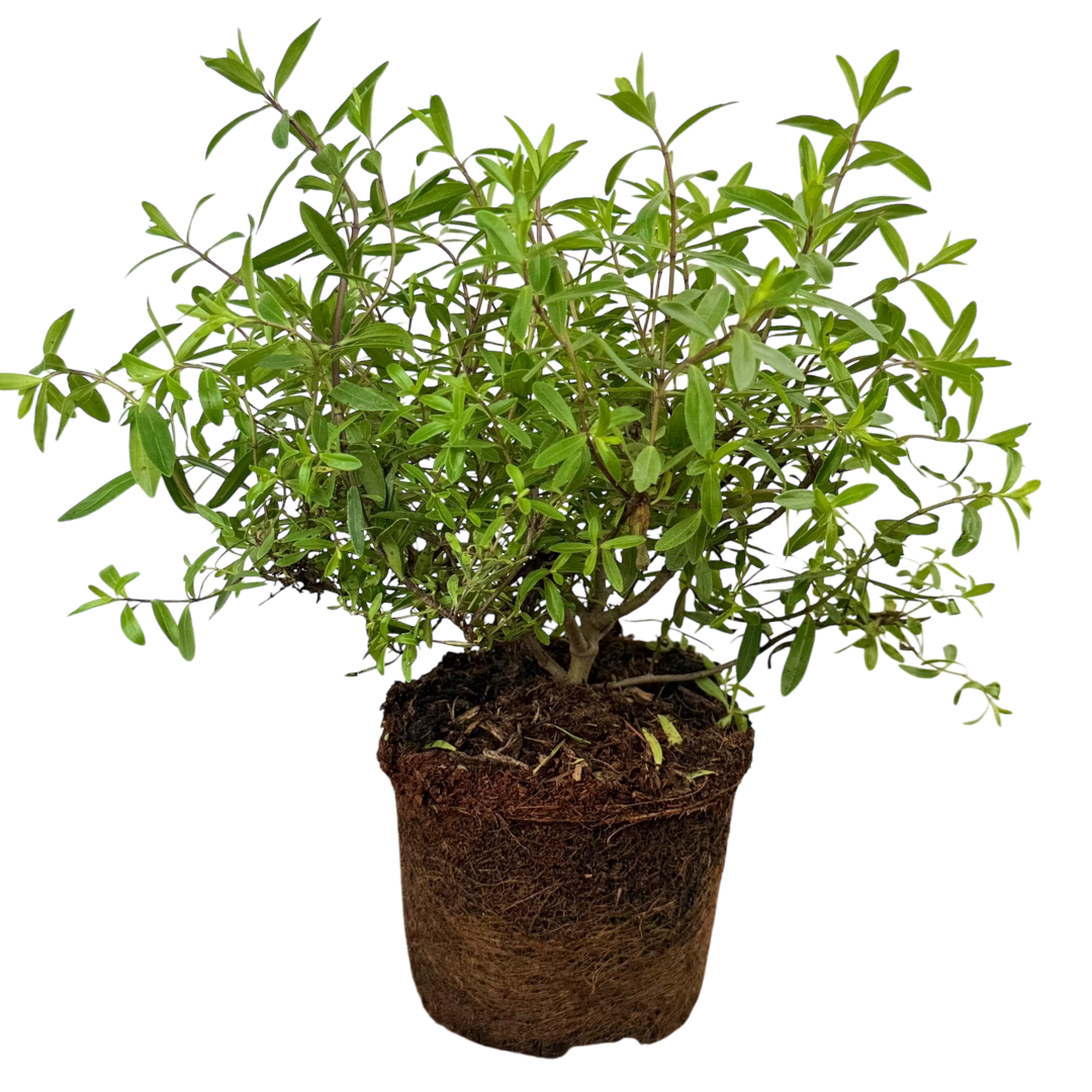 Hebe ‘Mrs Winder’ — Hardy Shrub, 2L Pot