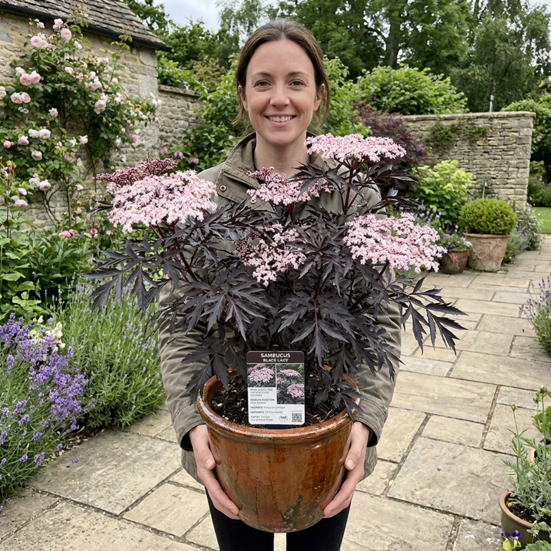 Sambucus ‘Nigra Black Lace Elderberry’ — Deciduous Shrub, Bee-Friendly, 3L Pot