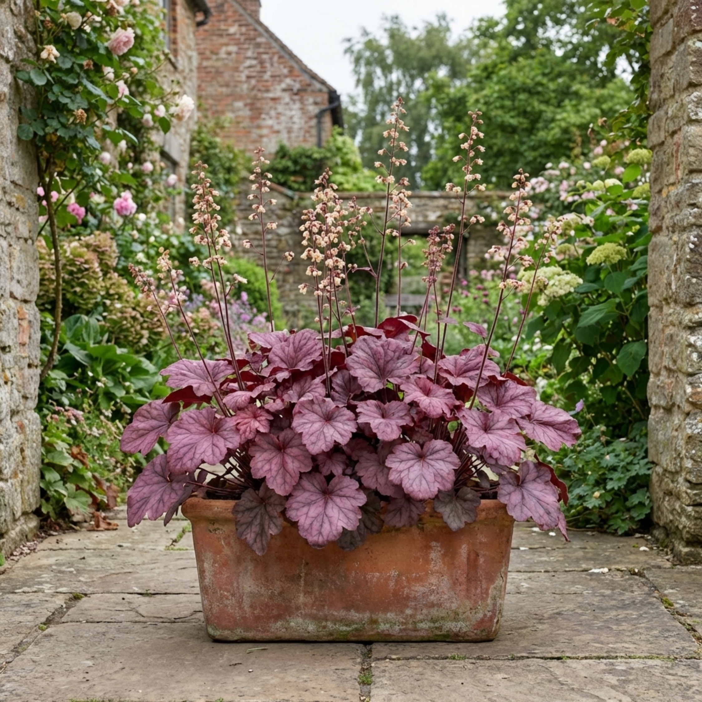 Heuchera ‘Wild Rose’ — Hardy Evergreen Perennial, Bee-Friendly, 2L Pot