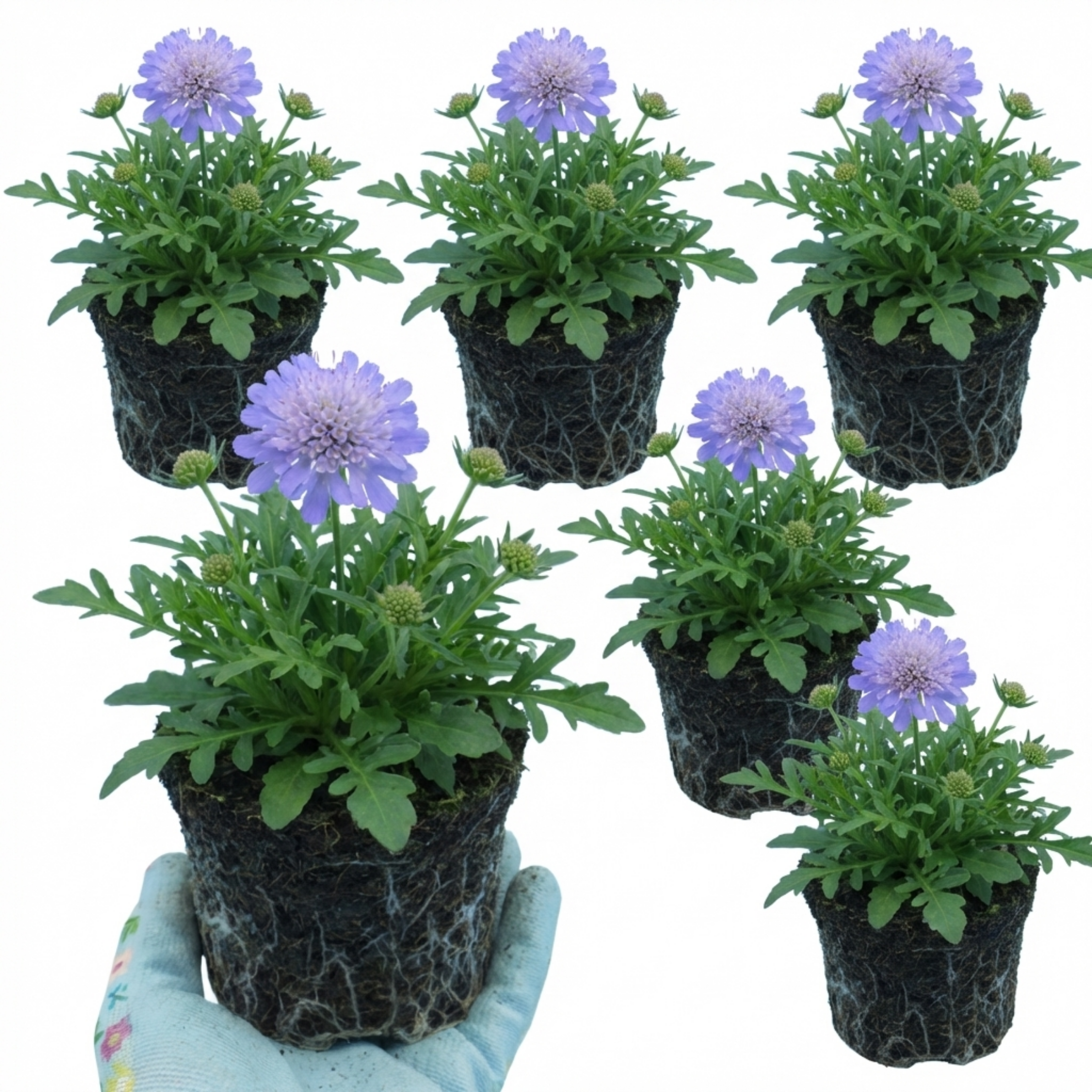 Scabious ‘Blue Note’ — Hardy Perennial, Bee-Friendly, 1L Pot (Set of 3 or 6)