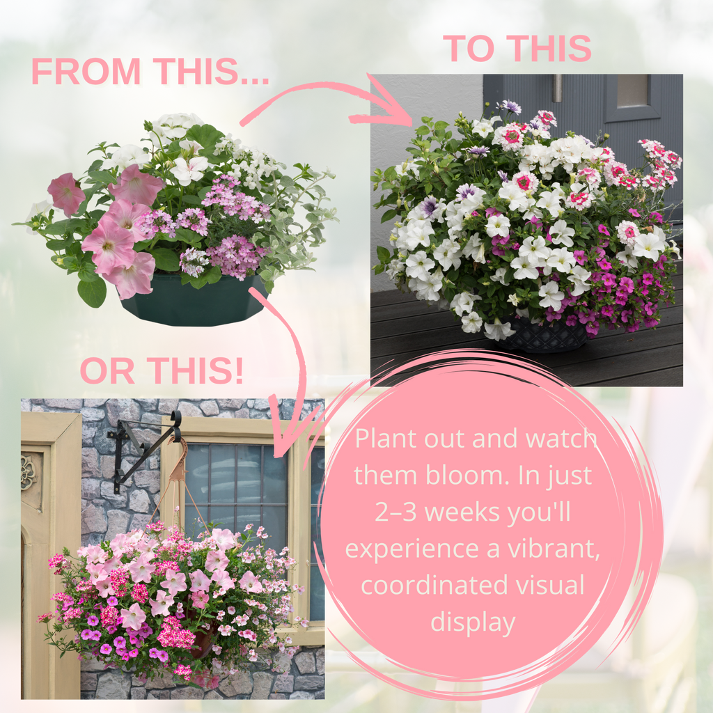 Bridal Bouquet Speedplanter — Pre-Planted Mixed Annual Display, 7-Plant Set